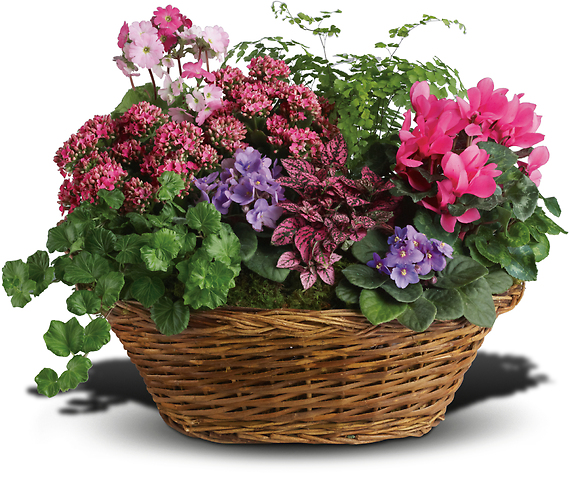 Simply Chic Mixed Plant Basket