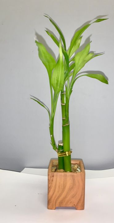 Boho Bamboo