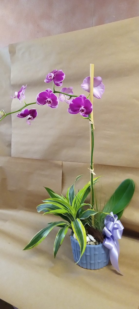 Purple Orchid Garden