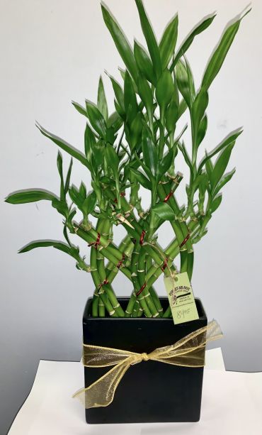 Sleek Bamboo