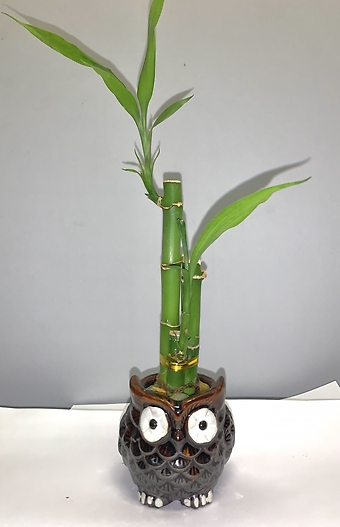 Owl Bamboo